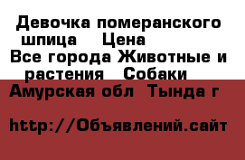 Девочка померанского шпица. › Цена ­ 40 000 - Все города Животные и растения » Собаки   . Амурская обл.,Тында г.